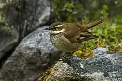 Description de l'image Bar-winged Cincloides - South-Ecuador S4E3112.jpg.