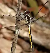 Libellula axilena