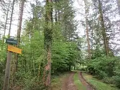 Balade en forêt de Chaux.