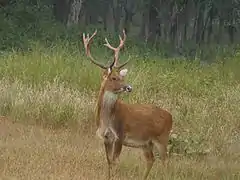 Cervus duvaucelii