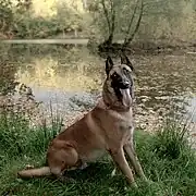 Belgian shepherd dog - Malinois