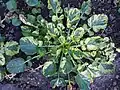 Rosette basale de Barbarea vulgaris 'Variegata’