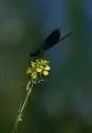 Caloptéryx éclatant (demoiselle) sur une inflorescence