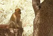 Macaque berbère en forêt.