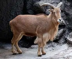 Mouflon à manchettes