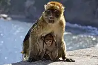 Des singes magots berbères