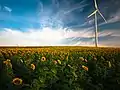 Champ de tournesols et éolienne