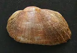 Barbatia novaezelandiae