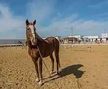 Cheval vu de face.