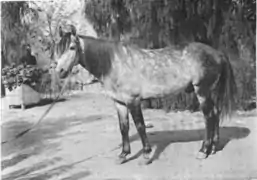 Photo d'un cheval vu de profil, en noir et blanc