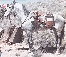 Photo en couleur d'un cheval à la robe blanche harnaché