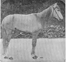 Photographie de profil d'un cheval amaigri.