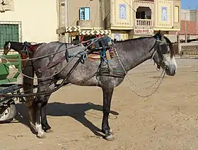 Barbe gris à Tozeur, en Tunisie. Les caractères morphologiques (profil de tête convexe, croupe inclinée, queue attachée bas) sont clairement visibles.