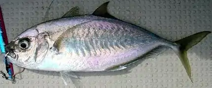 Carangoides plagiotaenia