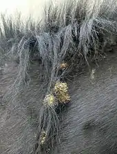 Graines de bardane transportées sur la fourrure d'un poney (zoochorie).