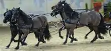 Dans la carrière d'un salon équestre, quatre poneys noirs sont attelés et se déplacent au trot.