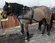 Gros plan sur deux poneys bai foncé attelés présentés par leur profil gauche.