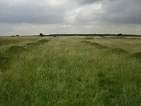 Photo d'un pré herbeux où l'on distingue deux rangées de monticules de terre