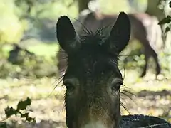 Oreilles et haut de la tête.