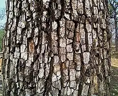 Description de l'image Bark of Diospyros melanoxylon.jpg.