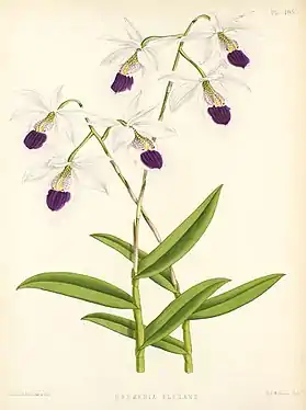 Barkeria uniflora