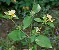 Barleria prionitis à Hyderabad.