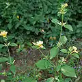 Barleria prionitis à Hyderabad en Inde.