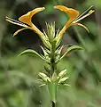 Barleria prionitis à Hyderabad.