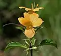 Barleria prionitis à Hyderabad.