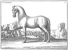 Gavure d'un cheval en pied présentant son profil gauche dans un paysage méditerranéen.