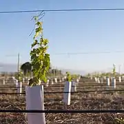 Vigne plantée depuis 6 mois, dans sa protection, attachée au fil porteur pour assurer sa croissance verticale.