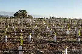 Plantation dans la Barossa Valley.