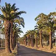 Les palmiers et eucalyptus sont également adaptés au climat local chaud.