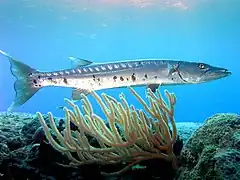 Sphyraena barracuda (Sphyraenoidei)