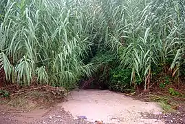 Canne de provence (Arundo donax, Arundinoideae).