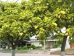 E. variegata variegata, folioles panachées de blanc jaune (Colombie)