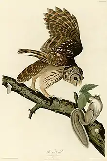 Une chouette rayée posée sur une branche, ailes déployées, visiblement menaçant un écureuil gris situé sur la même branche