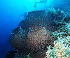 Xestospongia testudinaria, un Porifera.