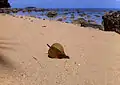 Fruit transporté par l'océan et échoué sur une plage de sable