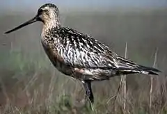 Barge rousse (Limosa lapponica) - Accidentel