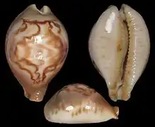 Barycypraea fultoni