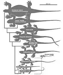 Silhouettes des caséasaures basaux montrant leur différente taille. Callibrachion mesurait un peu moins de 1,5 mètre de long, dont plus de la moitié pour la queue.