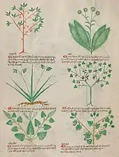 Page de manuscrit avec deux colonnes de trois illustrations de plantes stylisées, chacune au-dessus de quelques lignes de texte commençant par un E majuscule en rouge.