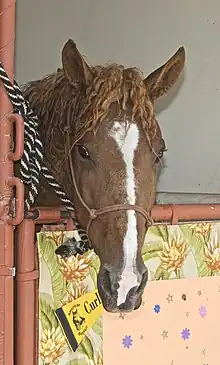 Un cheval alezan aux crins bouclés sort la tête de son box.