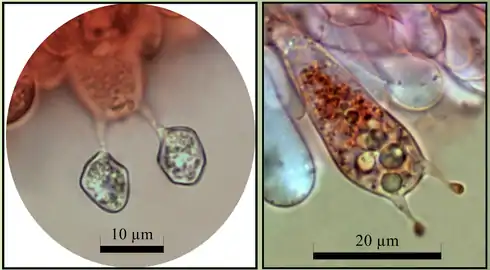 Entoloma incarnatofuscescens : Basides piriformes à largement clavées, 2 stérigmates et spores polygonales.