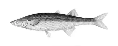 Basilichthys microlepidotus.