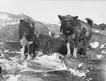 Deux gros chiens au pelage sombre et épais se tiennent debout sur la neige et la roche. Ils sont enchaînés à une caisse et font face à la caméra.