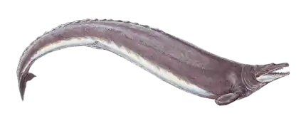 Basilosaurus