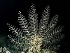 Une gorgonocéphale se nourrissant de nuit en Mer Rouge.