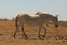 photo d'un cheval blanc marchant dans un paysage désertique